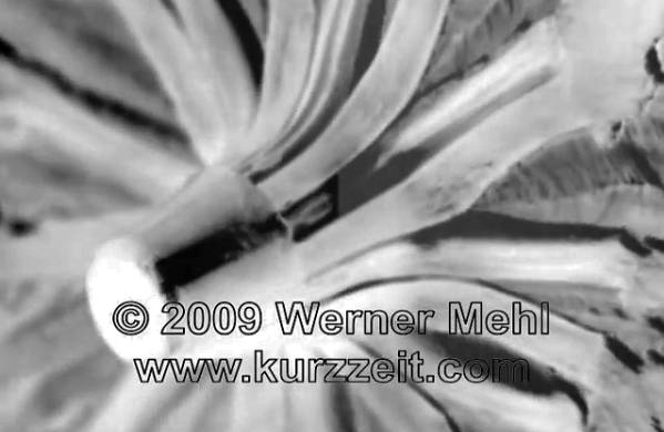 werner mehl kurzzeit.com high speed slow motion bullet video